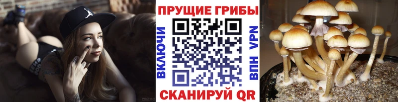 Псилоцибиновые грибы MAGIC MUSHROOMS  гидра tor  дарк нет какой сайт  Саров 